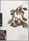 Foto von Salix caprea L. x Salix grandifolia Ser.